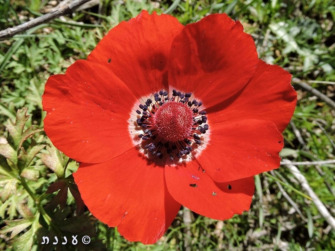 sometimes you find weird Anemones like this one, with red &quot;head&quot; instead of the normal black one.  Anemone coronaria,Geotagged,Israel,Poppy anemone,Winter