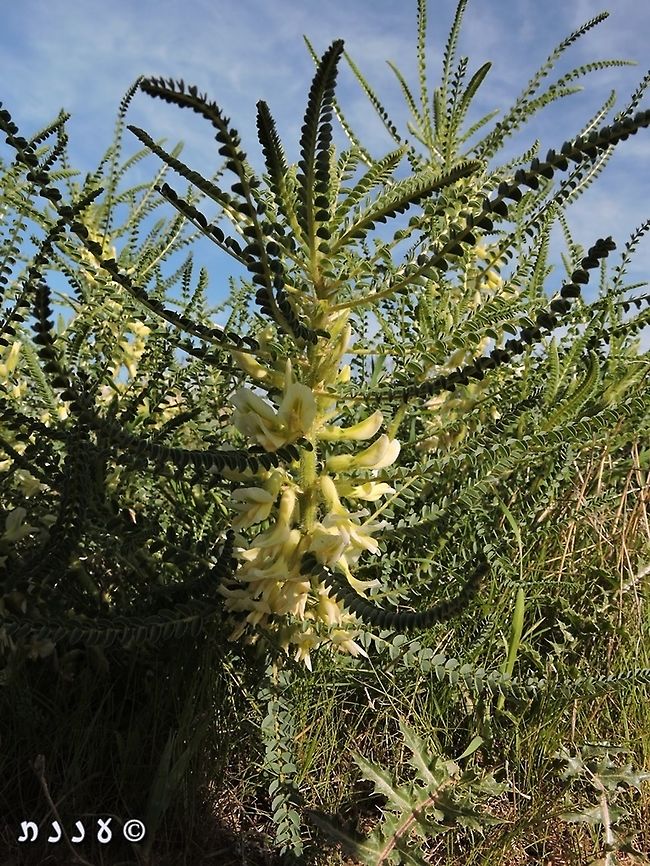 Astragalus aleppicus Previously named Astragalus feinbruniae, after Prof. Naomi Feinbrun, she was one of the founders of the Botany science in Israel.  Aleppo Milkvetch,Astragalus aleppicus,Geotagged,Israel,Winter