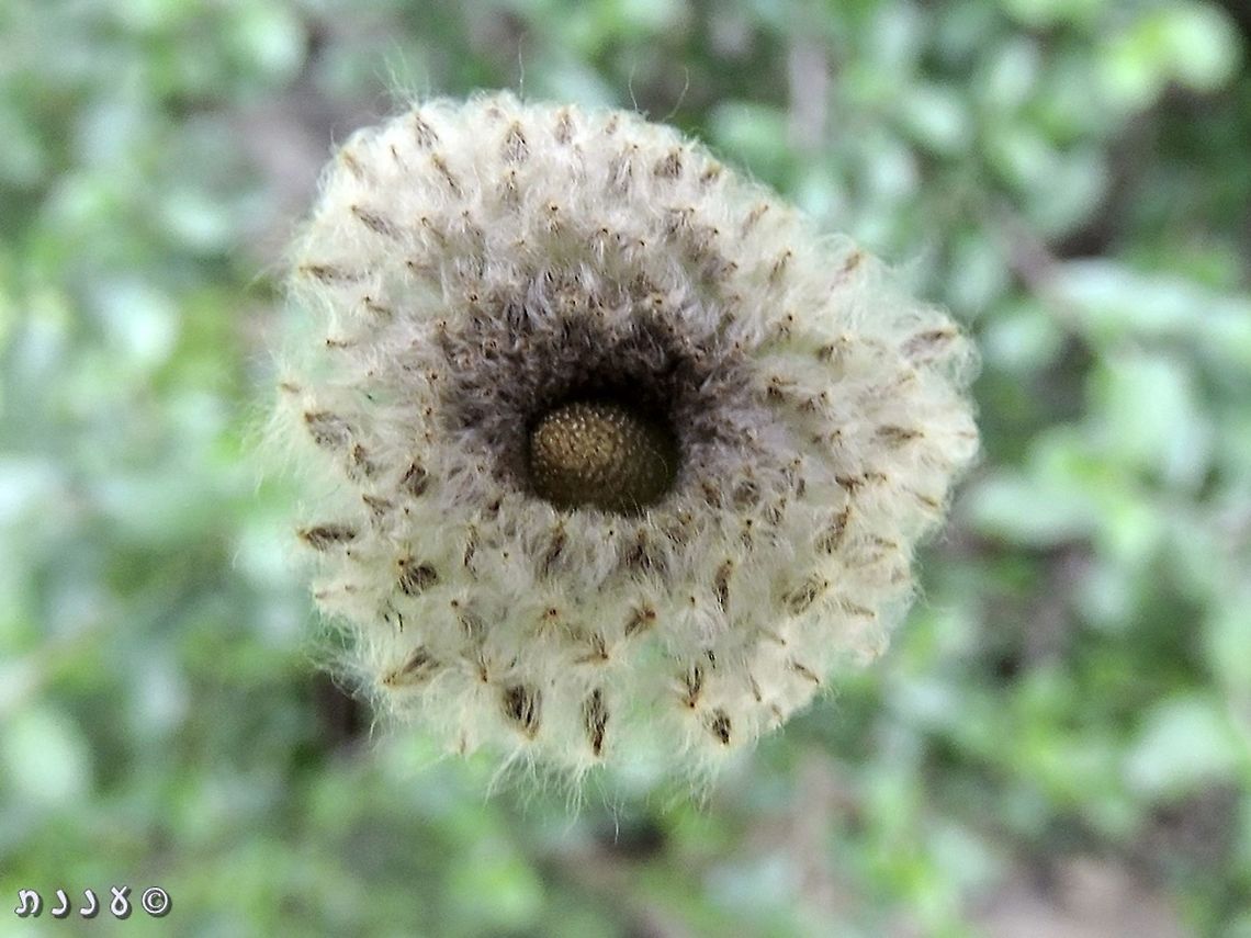 Anemone coronaria - fruit  Anemone coronaria,Geotagged,Israel,Poppy anemone,Winter