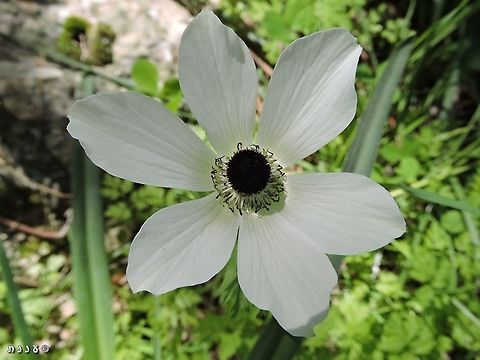 Female Anemone coronaria! Anemone flowers are usually Monoecious - with both pistil and stamens on the same flower. 
A few years ago I learned from Prof. Avi Shmida from the Hebrew University in Jerusalem that in rare cases you can find Anemones where the stamens haven't developed (degenerated? I'm not sure what is the correct term). a little after that I found some of those female Anemones!

this is how they usually look: 
https://www.jungledragon.com/image/107160/peach_color.html 

second picture of the female anemone: 
https://www.jungledragon.com/image/107182/female_anemone_coronaria_-_close_up.html Anemone coronaria,Geotagged,Israel,Poppy anemone,Winter