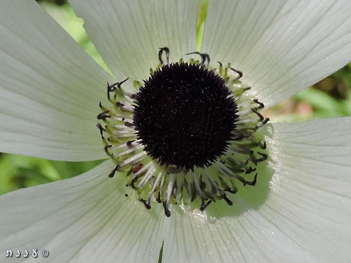 Female Anemone coronaria - close up Anemone flowers are usually Monoecious - with both pistil and stamens on the same flower. <br />
A few years ago I learned from Prof. Avi Shmida from the Hebrew University in Jerusalem that in rare cases you can find Anemones where the stamens haven&#039;t developed (degenerated? I&#039;m not sure what is the correct term). a little after that I found some of those female Anemones!<br />
<br />
this is how they usually look: <br />
<figure class="photo"><a href="https://www.jungledragon.com/image/107160/peach_color.html" title="peach color!"><img src="https://s3.amazonaws.com/media.jungledragon.com/images/3519/107160_thumb.JPG?AWSAccessKeyId=05GMT0V3GWVNE7GGM1R2&Expires=1759968010&Signature=TNCsksc7%2FYWiEXYy%2BkIN5Eo1F3s%3D" width="114" height="152" alt="peach color! very uncommon color with anemones - peach color!  Anemone coronaria,Geotagged,Israel,Poppy anemone,Winter" /></a></figure><br />
<br />
second picture of the female Anemone: <br />
<figure class="photo"><a href="https://www.jungledragon.com/image/107181/female_anemone_coronaria.html" title="Female Anemone coronaria!"><img src="https://s3.amazonaws.com/media.jungledragon.com/images/3519/107181_thumb.JPG?AWSAccessKeyId=05GMT0V3GWVNE7GGM1R2&Expires=1759968010&Signature=%2BzKDCo32RTVkWJ999h2VcihUOPQ%3D" width="200" height="150" alt="Female Anemone coronaria! Anemone flowers are usually Monoecious - with both pistil and stamens on the same flower. <br />
A few years ago I learned from Prof. Avi Shmida from the Hebrew University in Jerusalem that in rare cases you can find Anemones where the stamens haven&#039;t developed (degenerated? I&#039;m not sure what is the correct term). a little after that I found some of those female Anemones!<br />
<br />
this is how they usually look: <br />
https://www.jungledragon.com/image/107160/peach_color.html <br />
<br />
second picture of the female anemone: <br />
https://www.jungledragon.com/image/107182/female_anemone_coronaria_-_close_up.html Anemone coronaria,Geotagged,Israel,Poppy anemone,Winter" /></a></figure> Anemone coronaria,Geotagged,Israel,Poppy anemone,Winter