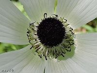 Female Anemone coronaria - close up Anemone flowers are usually Monoecious - with both pistil and stamens on the same flower. <br />
A few years ago I learned from Prof. Avi Shmida from the Hebrew University in Jerusalem that in rare cases you can find Anemones where the stamens haven't developed (degenerated? I'm not sure what is the correct term). a little after that I found some of those female Anemones!<br />
<br />
this is how they usually look: <br />
https://www.jungledragon.com/image/107160/peach_color.html<br />
<br />
second picture of the female Anemone: <br />
https://www.jungledragon.com/image/107181/female_anemone_coronaria.html Anemone coronaria,Geotagged,Israel,Poppy anemone,Winter