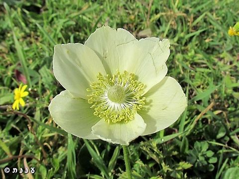 Albino Anemone  Anemone coronaria,Geotagged,Israel,Poppy anemone,Winter