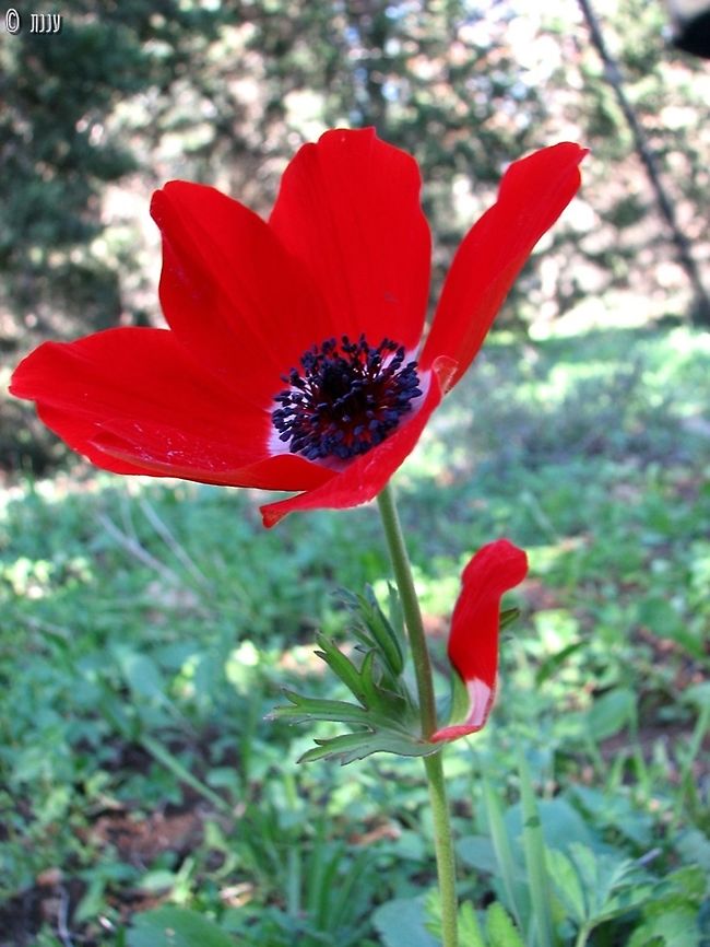 is it a leaf? a sepal? a petal? Anemones don&#039;t have sepals, but sometimes they mix their leaves and petals... this Anemone grew a petal instead of a leaf.  Anemone coronaria,Geotagged,Israel,Poppy anemone,Winter