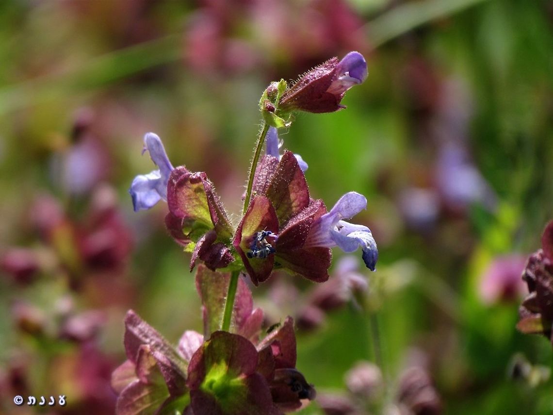 Salvia multicaulis one day I hope to see the Turkish variant and the one from Sinai, that have slightly different color combinations than Mt. Hermon&#039;s one.  Geotagged,Salvia multicaulis,Spring
