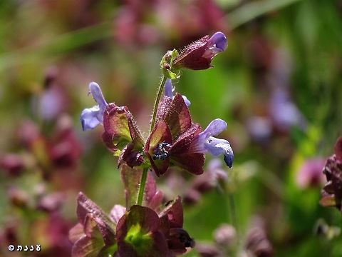Salvia multicaulis one day I hope to see the Turkish variant and the one from Sinai, that have slightly different color combinations than Mt. Hermon's one.  Geotagged,Salvia multicaulis,Spring