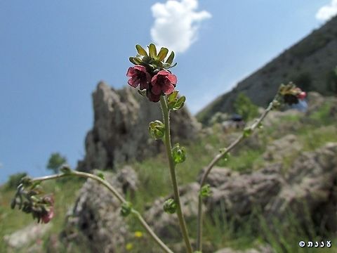 Cynoglossum montanum  Cynoglossum montanum,Mount Hermon,Mountain hound's tongue
