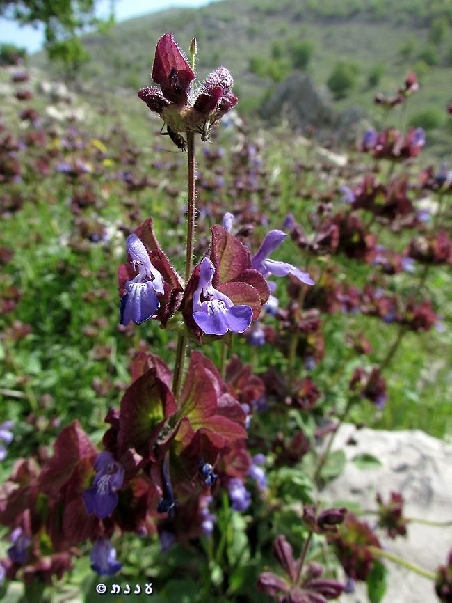 Salvia multicaulis  Geotagged,Salvia multicaulis,Spring