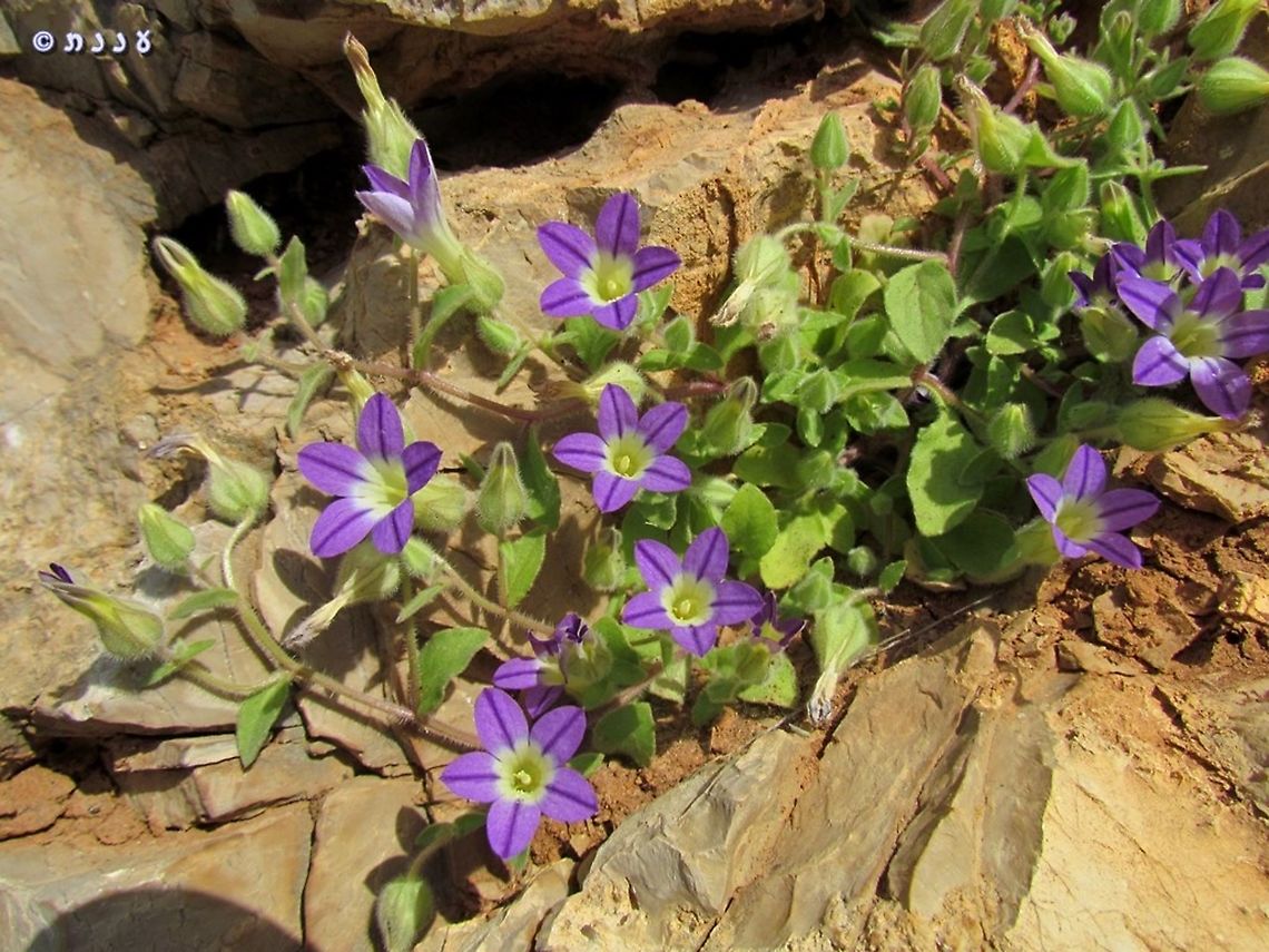 Campanula camptoclada  Campanula camptoclada,Geotagged,Israel,Mount Hermon,Spring