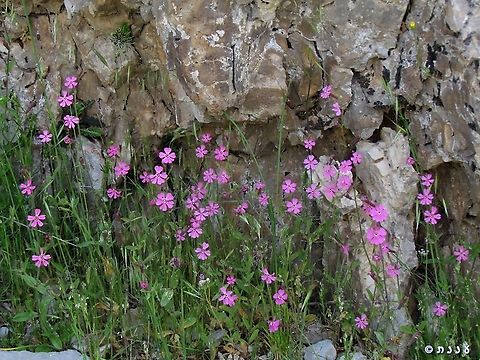 Silene damascena  Geotagged,Silene damascena,Spring