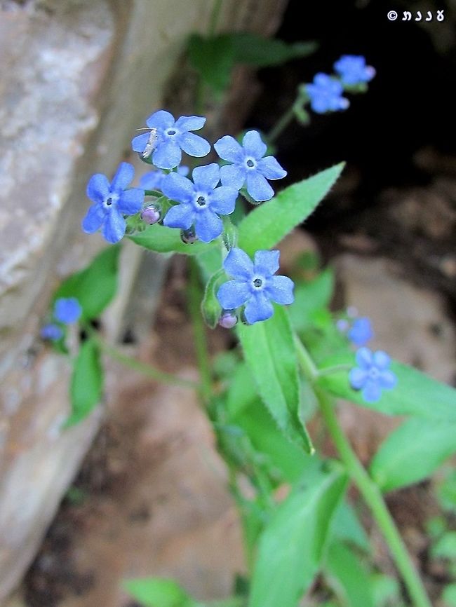 Brunnera orientalis one of the loveliest sky-blue flowers! Brunnera orientalis