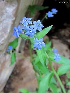 Brunnera orientalis one of the loveliest sky-blue flowers! Brunnera orientalis
