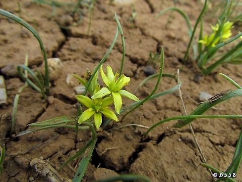 Gagea micrantha  Gagea micrantha,Israel,Mount Hermon