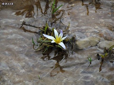 Romulea nivalis blooming in the edge of the melting snow, many times in the water Israel,Mount Hermon,Romulea nivalis