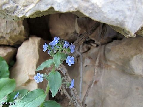 Brunnera orientalis  Brunnera orientalis,Geotagged,Spring