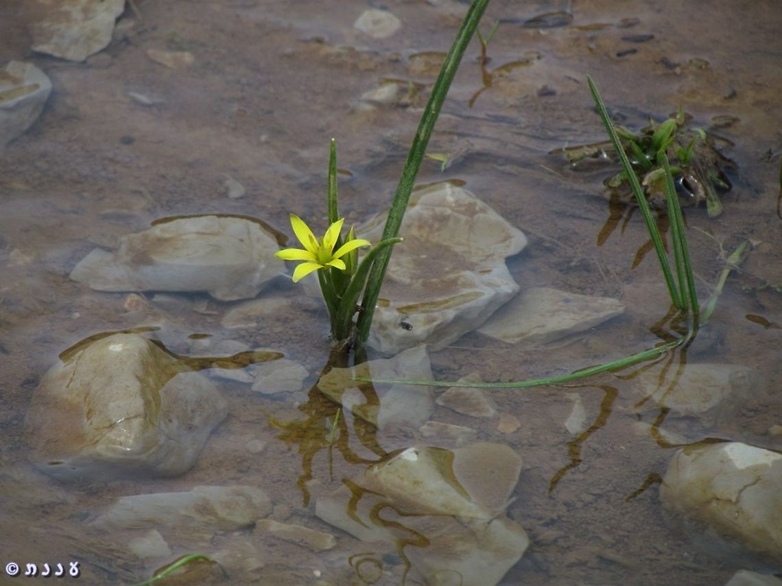 Gagea micrantha growing in the melting snow puddle Gagea micrantha,Geotagged,Spring