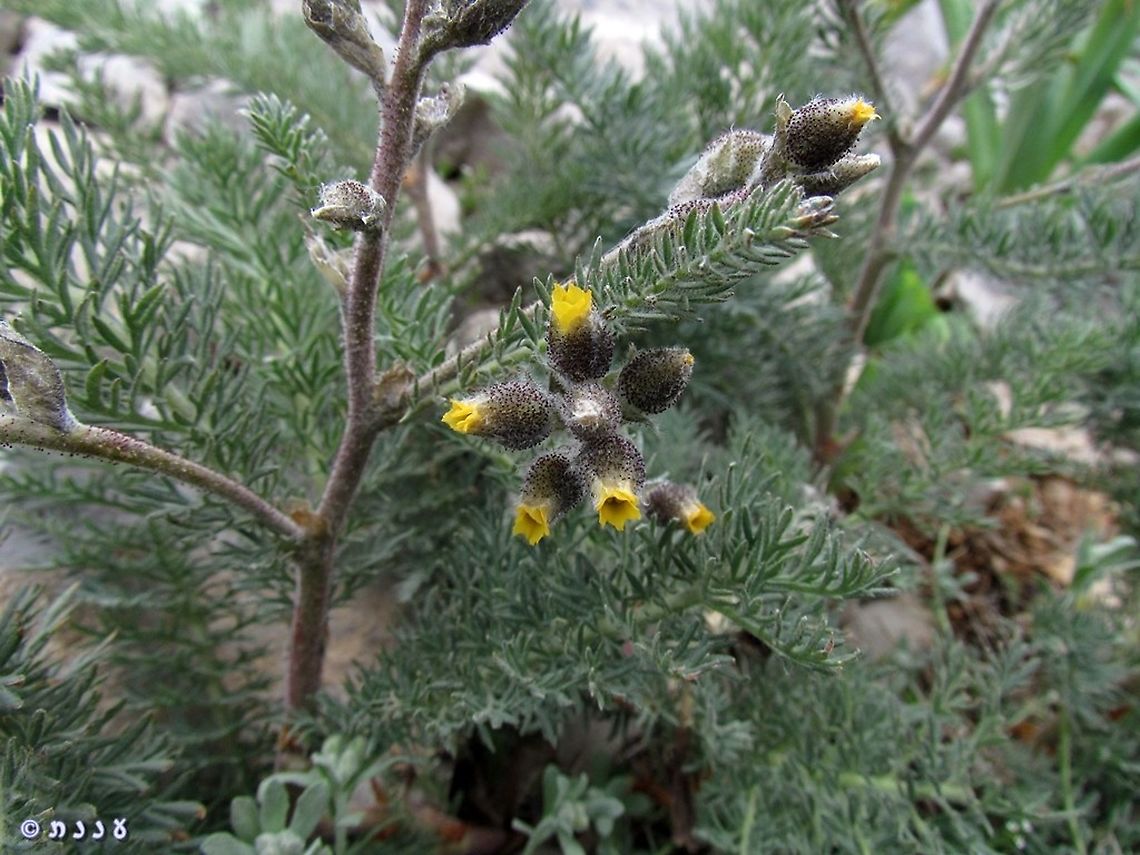 Biebersteinia multifida  Biebersteinia multifida,Geotagged,Spring