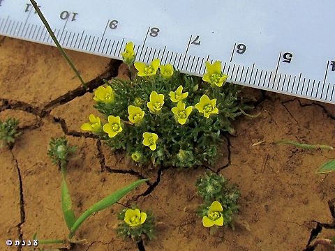 Ceratocephala falcata small cute annual, of the buttercup family Ceratocephala falcata,Israel,Mount Hermon
