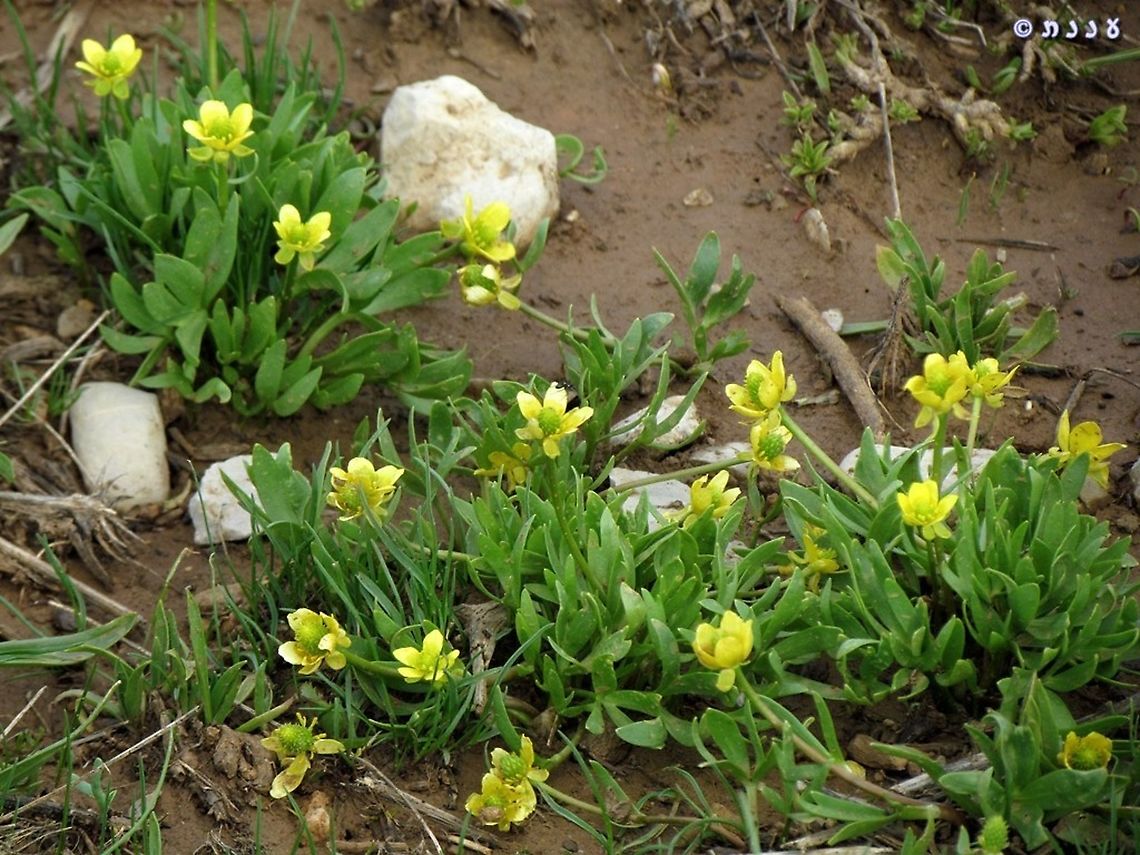 Ranunculus myosuroides very rare buttercup, I've only seen it once in my life...  Ranunculus myosuroides