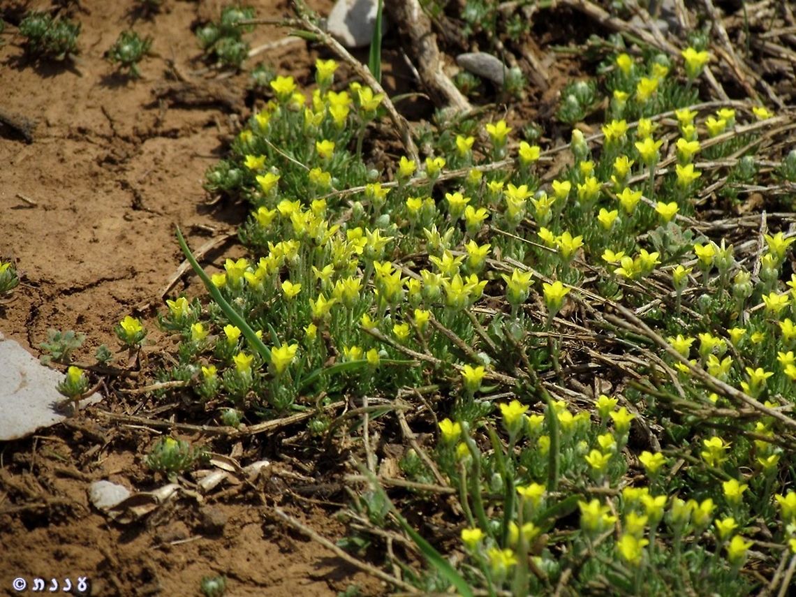 Ceratocephala falcata  Ceratocephala falcata,Geotagged,Spring