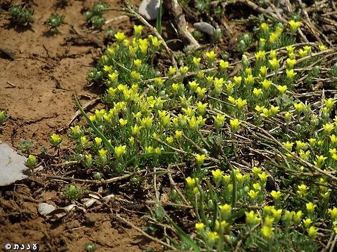 Ceratocephala falcata  Ceratocephala falcata,Geotagged,Spring