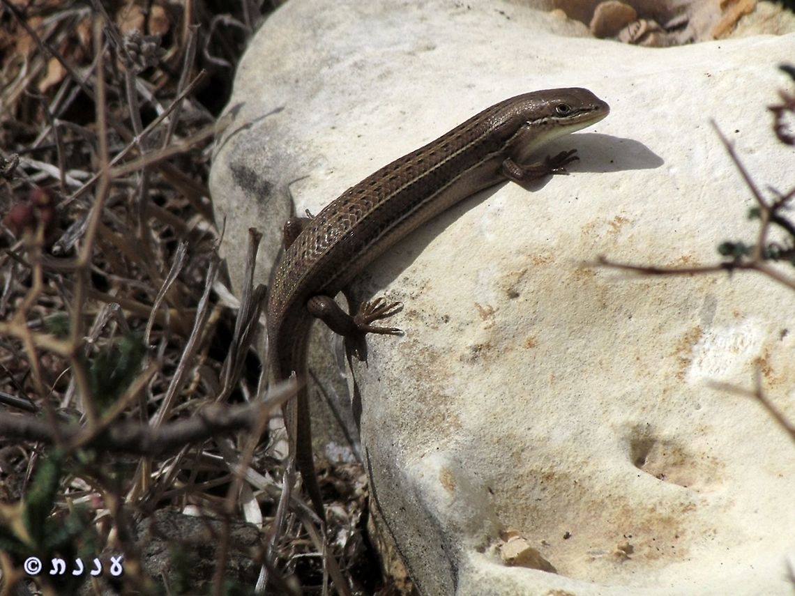 Trachylepis vittata  Bridled mabuya,Geotagged,Heremites vittatus,Israel,Summer