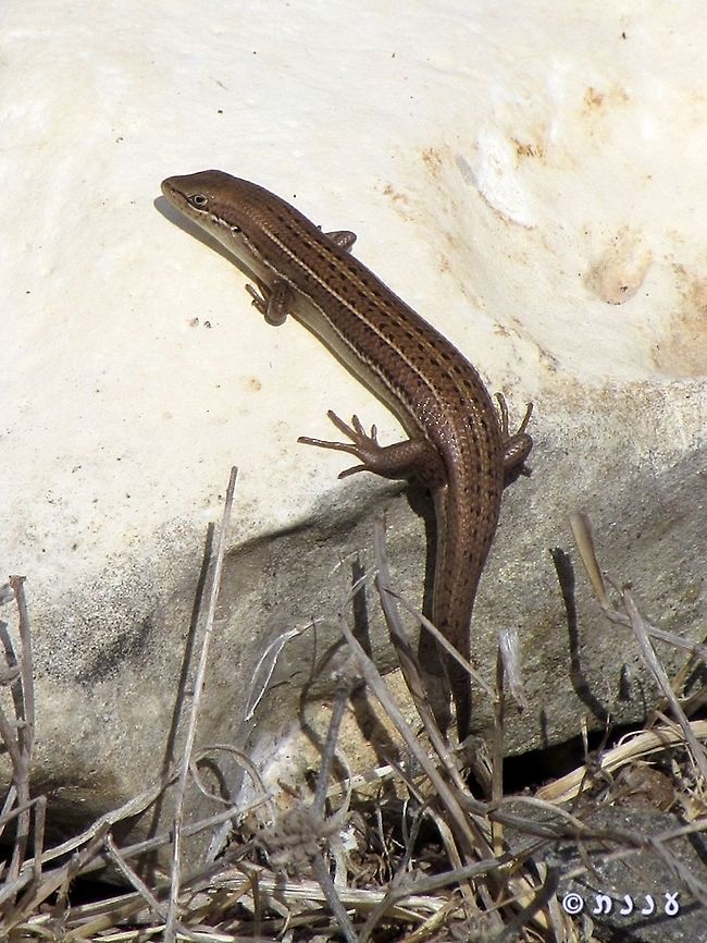 Trachylepis vittata  Bridled mabuya,Geotagged,Heremites vittatus,Israel,Summer