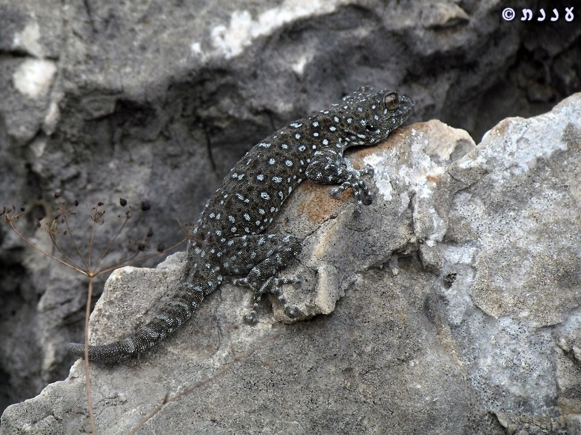 Galilee Gecko - Ptyodactylus puiseuxi I think this is my favorite Israeli lizard...   Geotagged,Israel,Ptyodactylus puiseuxi,Summer