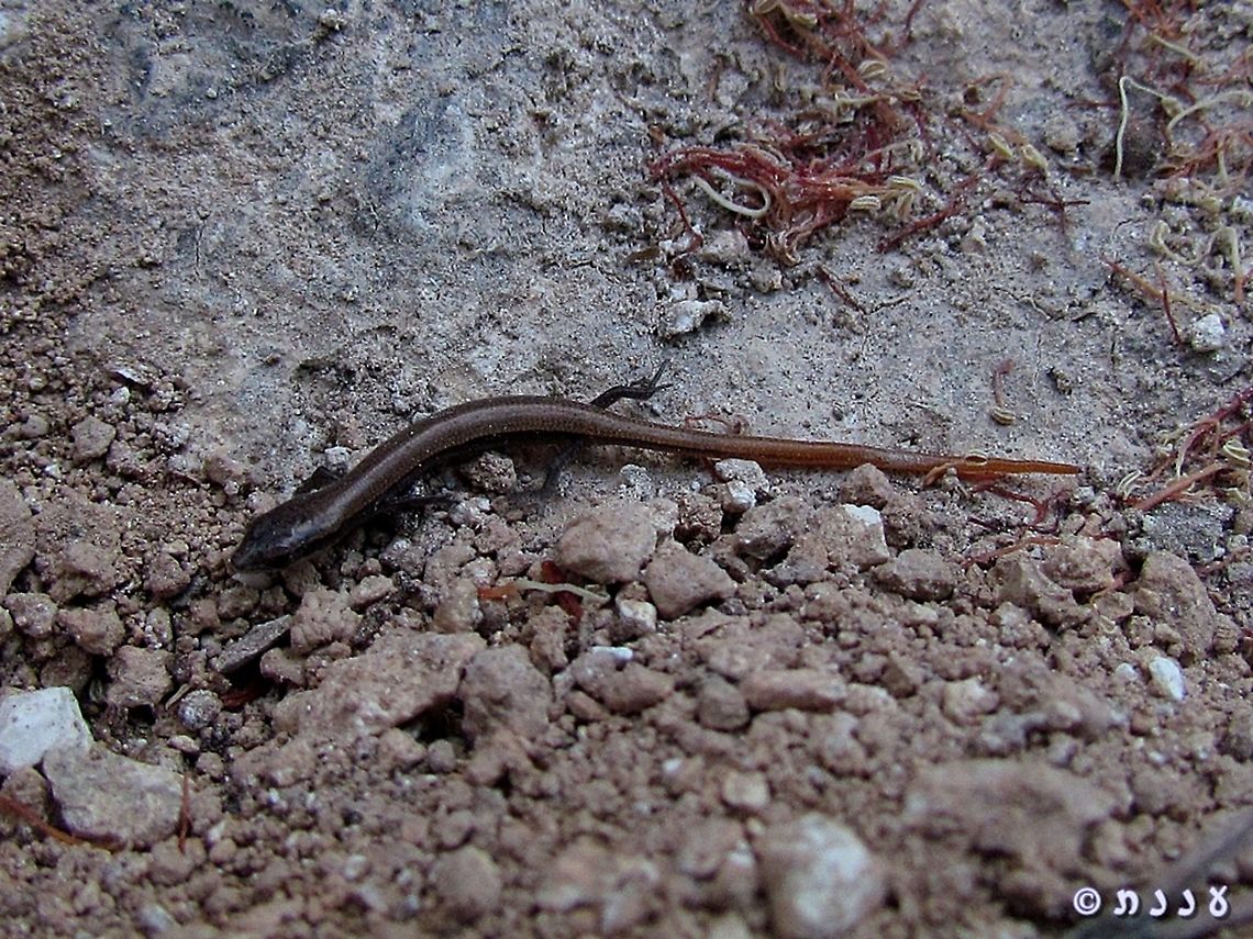 Ablepharus rueppellii its hebrew name is simply midget skink Ablepharus rueppellii,Geotagged,Israel,Rüppells snake-eyed skink,Summer