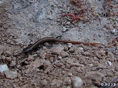 Ablepharus rueppellii its hebrew name is simply midget skink Ablepharus rueppellii,Geotagged,Israel,Rüppells snake-eyed skink,Summer
