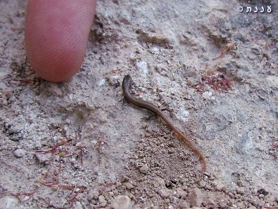 look how tiny it is!  Ablepharus rueppellii,Geotagged,Israel,Rüppells snake-eyed skink,Summer
