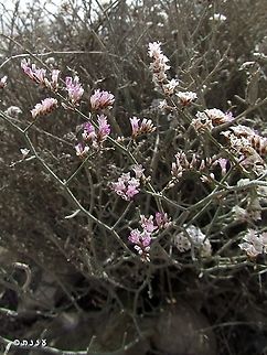 Limonium pruinosum  Geotagged,Israel,Limonium pruinosum,Winter