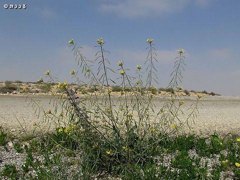 Diplotaxis harra  Diplotaxis harra,Geotagged,Israel,Winter