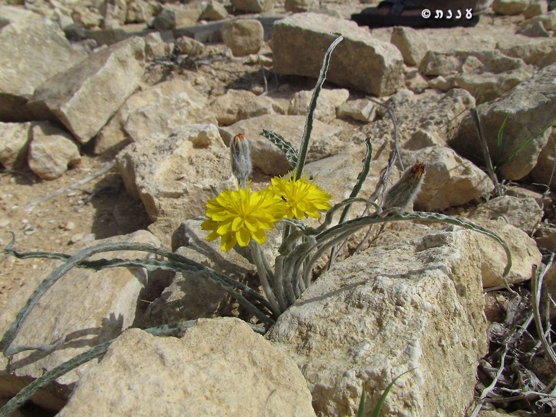 Scorzonera psychrophila  Geotagged,Israel,Scorzonera psychrophila,Winter