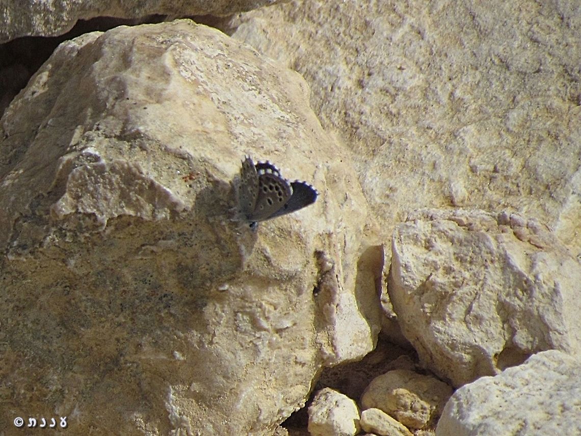 Pseudophilotes abencerragus a very rare and very small butterfly False Baton Blue,Geotagged,Israel,Pseudophilotes abencerragus,Winter
