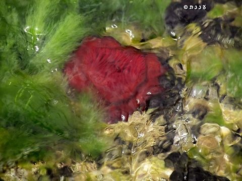 underwater Beadlet Anemone usually you see it closed. it's quite rare to see the tentacles. Actinia equina,Beadlet anemone,Geotagged,Israel,Winter