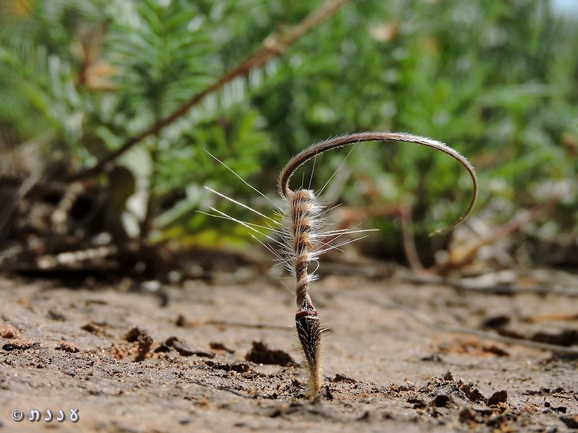 Drilling into the ground the seeds of Erodium wait while it&#039;s dry, and when there is rain - they coil up and drill themselves into the wet ground.  Erodium telavivense,Geotagged,Israel,Spring