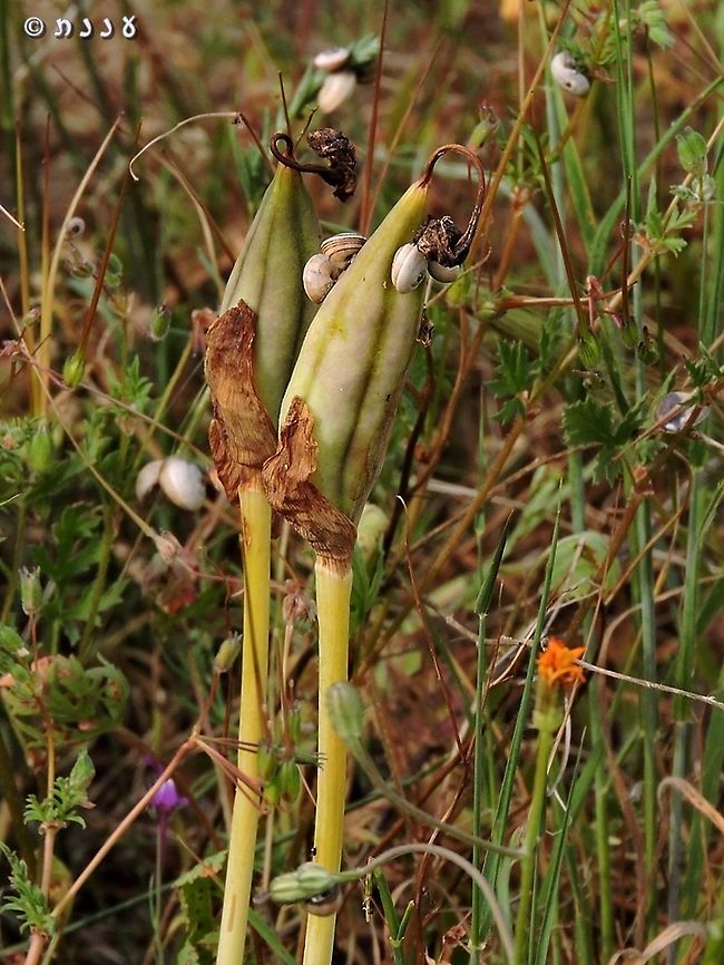 Iris atropurpurea - fruit  Coastal iris,Geotagged,Iris atropurpurea,Israel,Spring