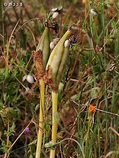 Iris atropurpurea - fruit  Coastal iris,Geotagged,Iris atropurpurea,Israel,Spring