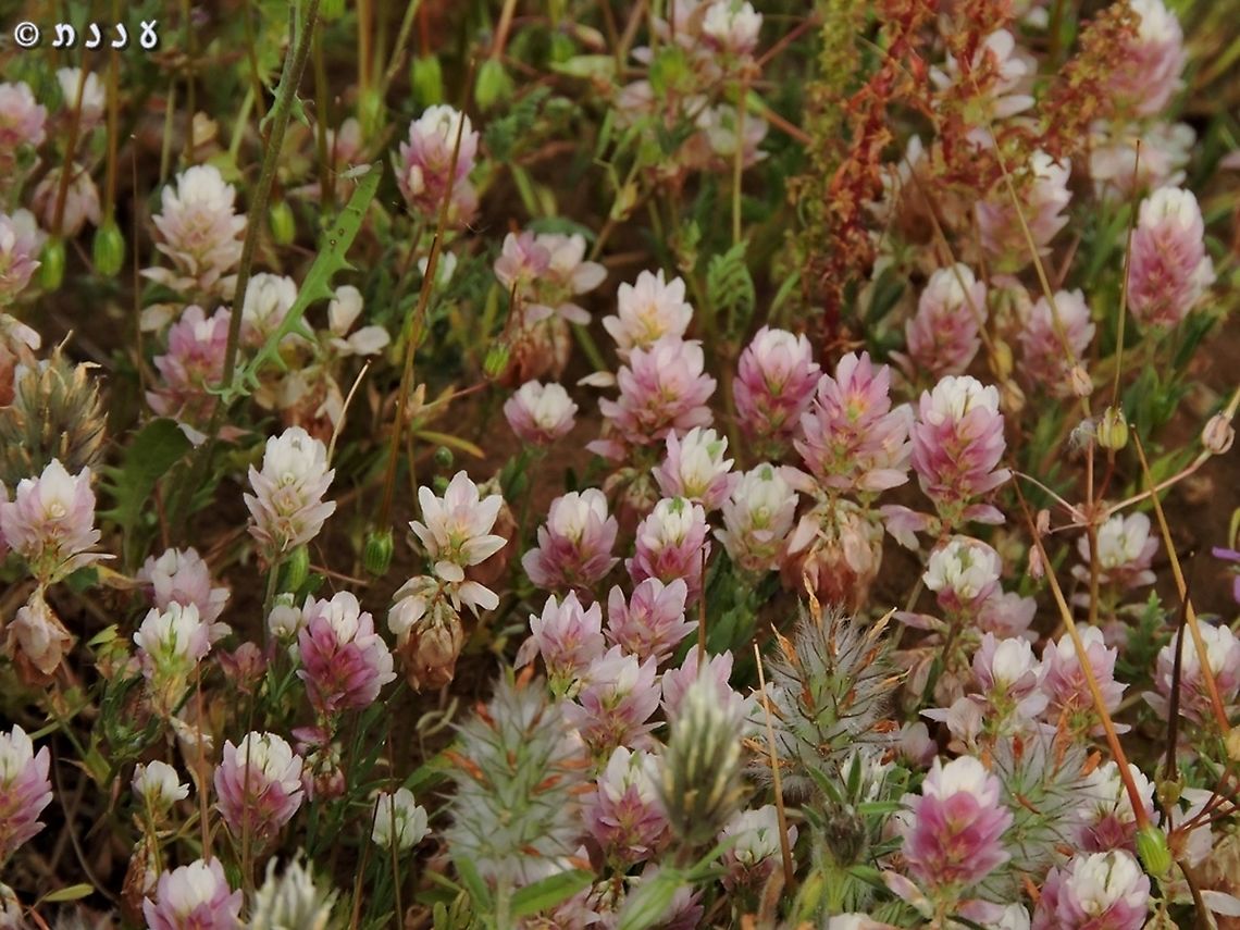 Trifolium philistaeum  Geotagged,Israel,Spring,Trifolium philistaeum