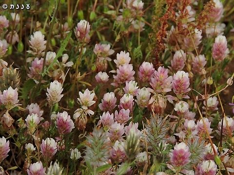 Trifolium philistaeum  Geotagged,Israel,Spring,Trifolium philistaeum