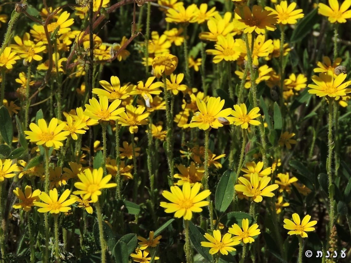 Heteranthemis viscidehirta the common name is sticky chrisanthemum Geotagged,Heteranthemis,Heteranthemis viscidehirta,Israel,Winter