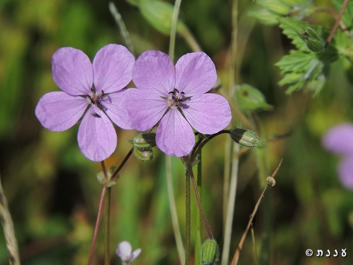 Erodium subintegrifolium  Erodium subintegrifolium,Geotagged,Israel,Winter