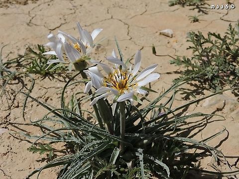 Tragopogon collinus  Geotagged,Israel,Spring,Tragopogon collinus