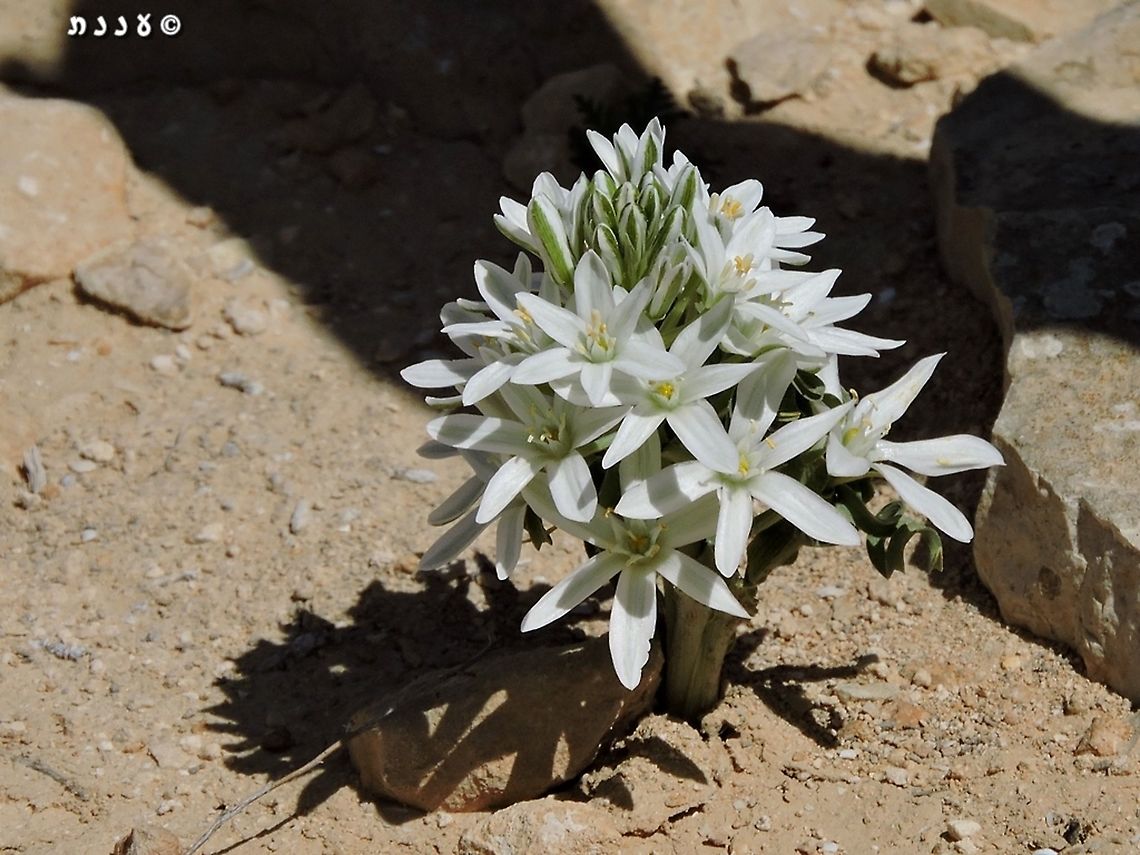 Ornithogalum neurostegium  Geotagged,Israel,Ornithogalum neurostegium,Spring