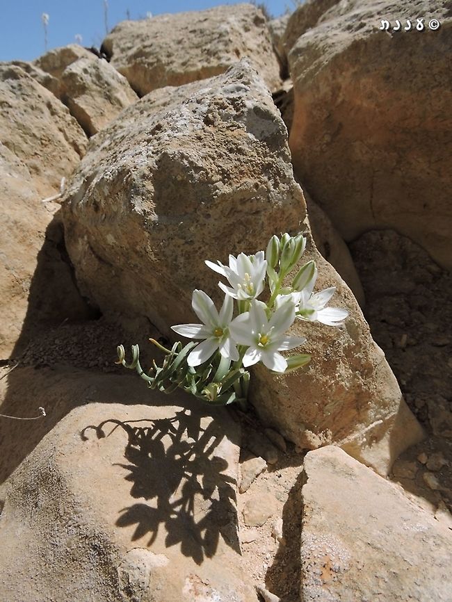 Ornithogalum neurostegium  Geotagged,Israel,Ornithogalum neurostegium,Spring