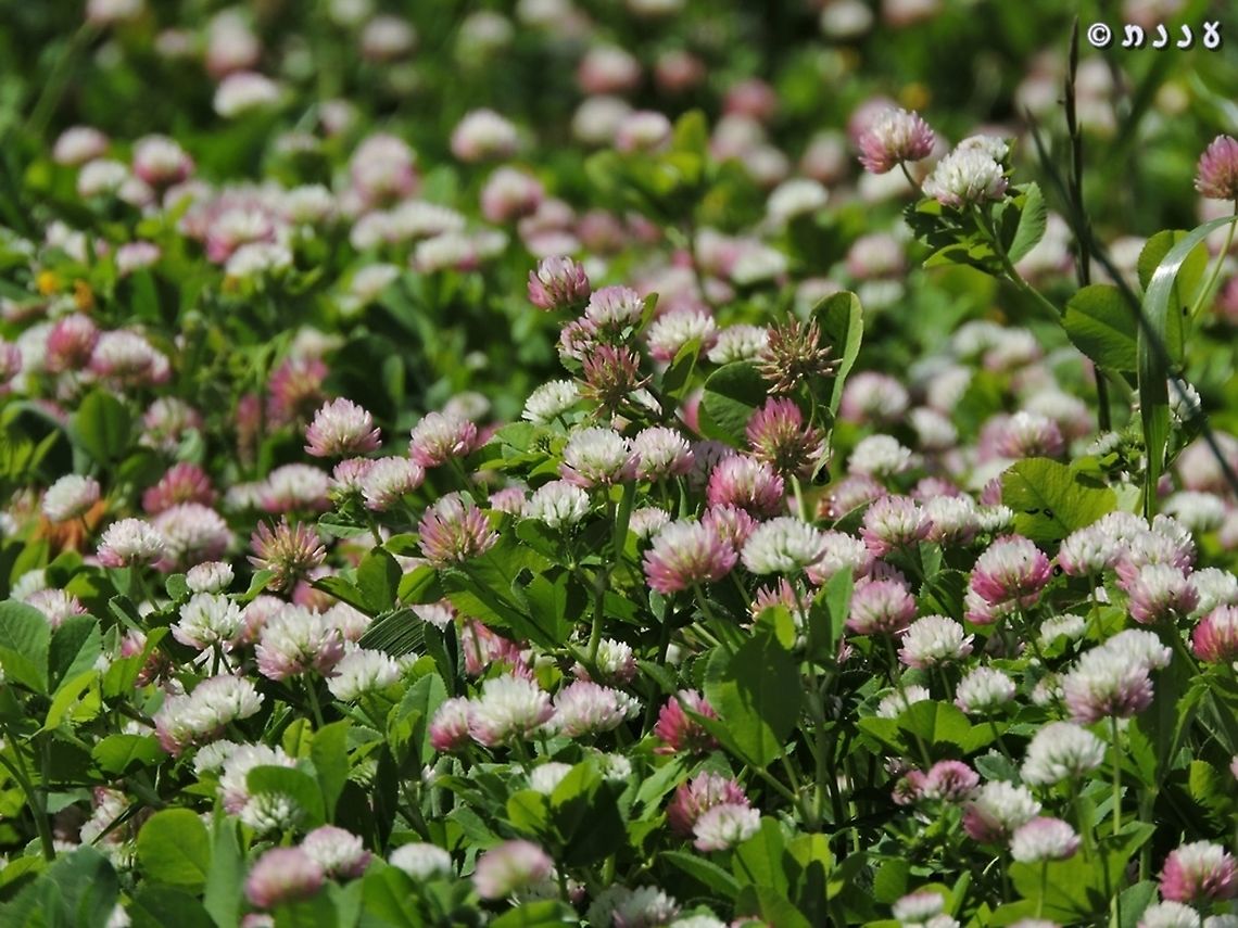 Trifolium nigrescens  Geotagged,Israel,Spring,Trifolium nigrescens