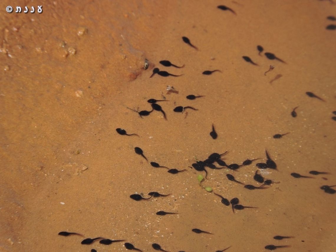 tadpoles we found these tadpoles during a nature survey, in a puddle that was created in a construction site - where a new neighborhood was being built. <br />
we reported it - and the people of the environmental section in the city came, collected as many tadpoles as they could into buckets, and rescued them - moved them to a near by winter-pond. I hope most of the tadpoles we found grew up to be frogs! Geotagged,Hyla savignyi,Israel,Middle East tree frog,Winter