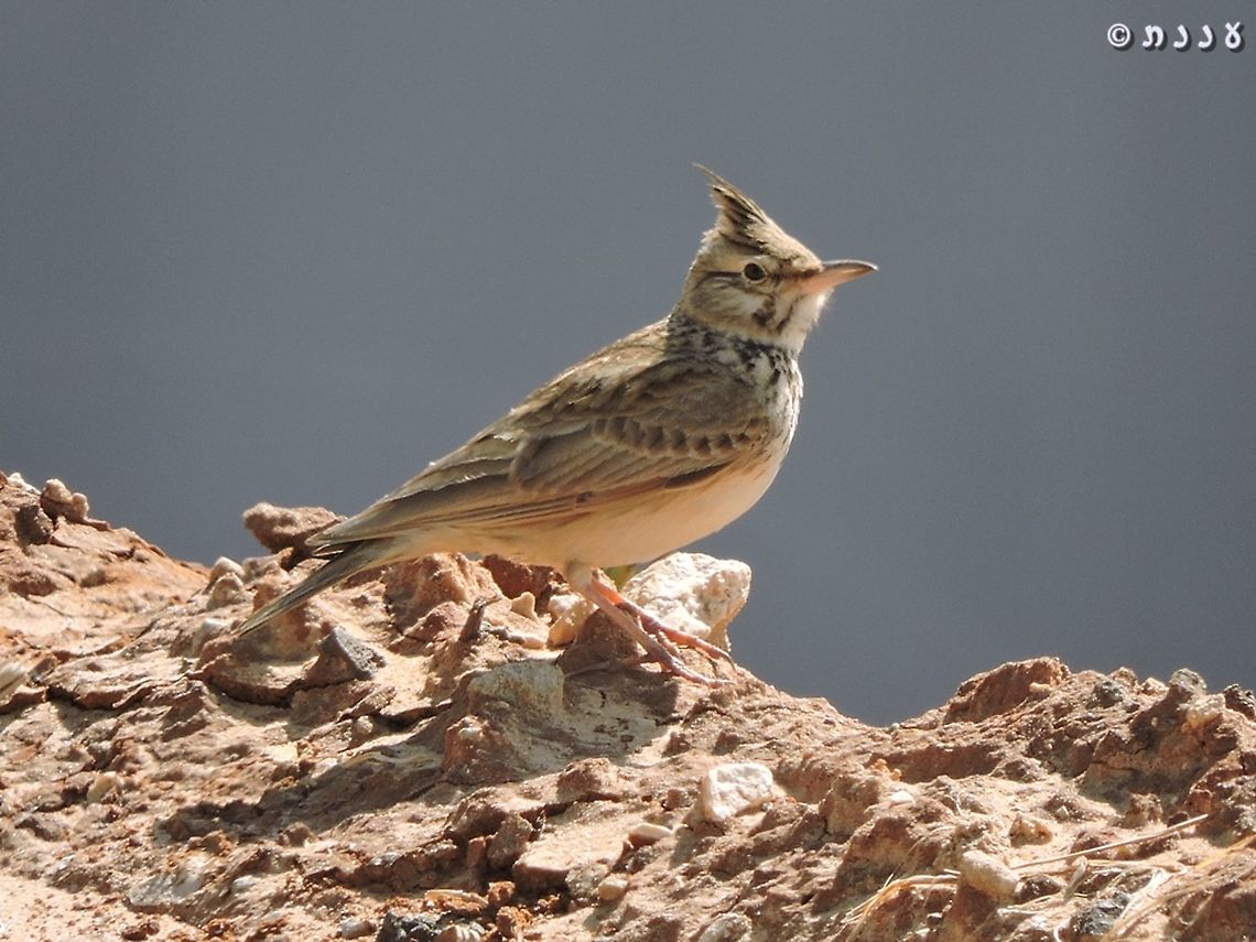 Galerida cristata  Crested Lark,Galerida cristata,Geotagged,Israel,Winter
