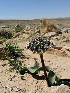 Allium rothii  Allium rothii,Geotagged,Israel,Spring